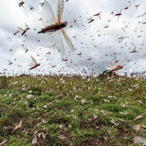 Swarms of desert locusts fly up into the air from crops in Kenya