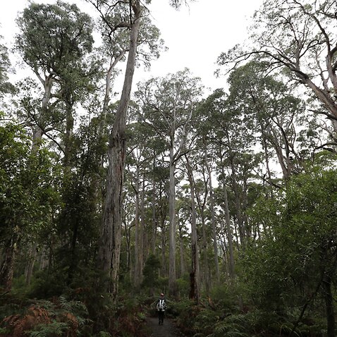 World Heritage forest in Mt Field National Park, Tasmania