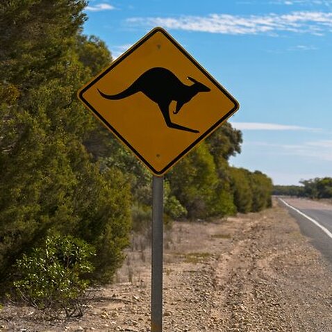 Kangaroo crossing road sign next to road on Princess Highway