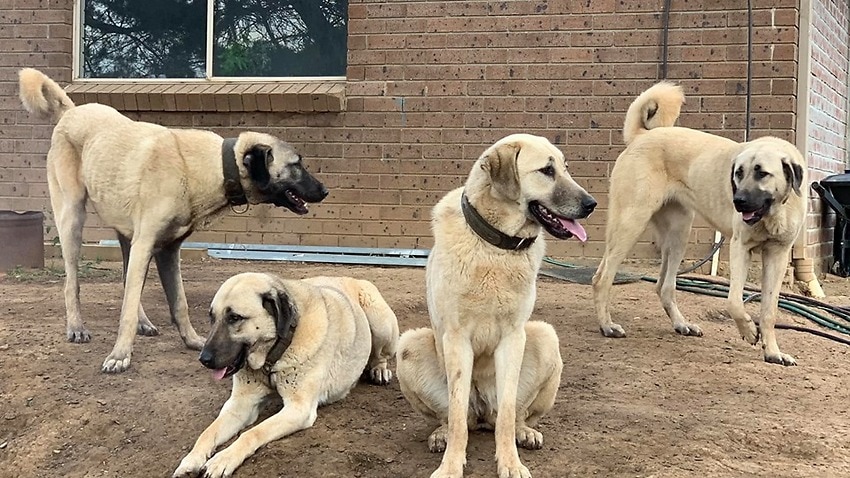 kangal shepherd dog