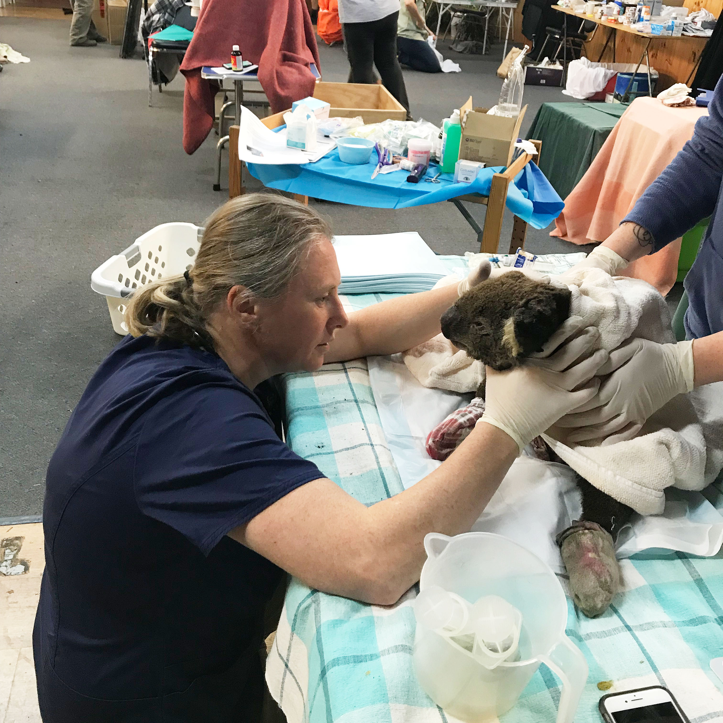 A médica veterinária Leanne Wicker atende a um coala ferido