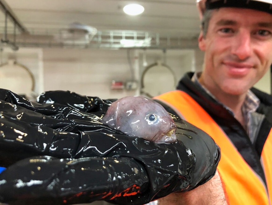 Extraordinary' undersea world with a baby blobfish