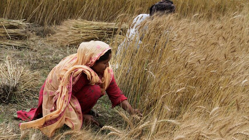 SBS Language | How gender equality can play a role in agriculture