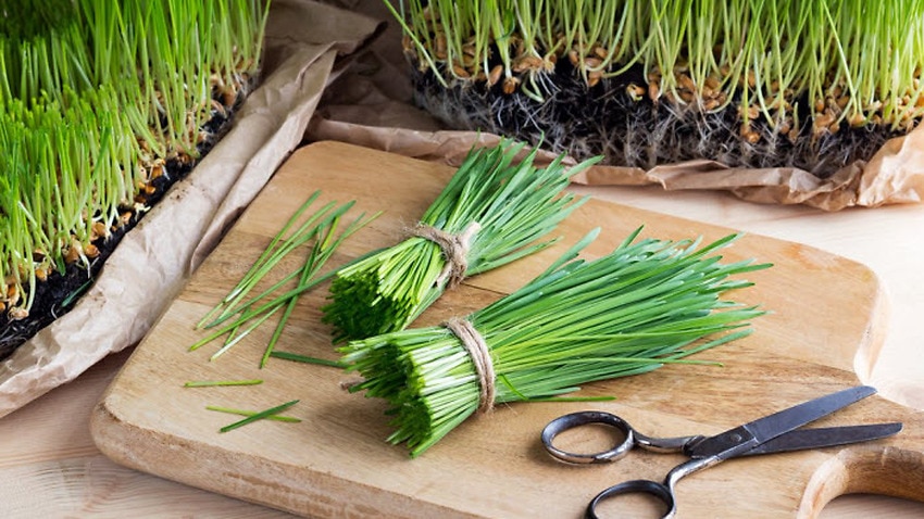 Brisbane Woman Claims Husband S Cancer Was Treated With Wheatgrass