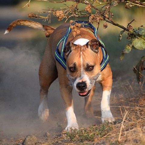 Image of an American Staffordshire Terrier (not related to any incidents)