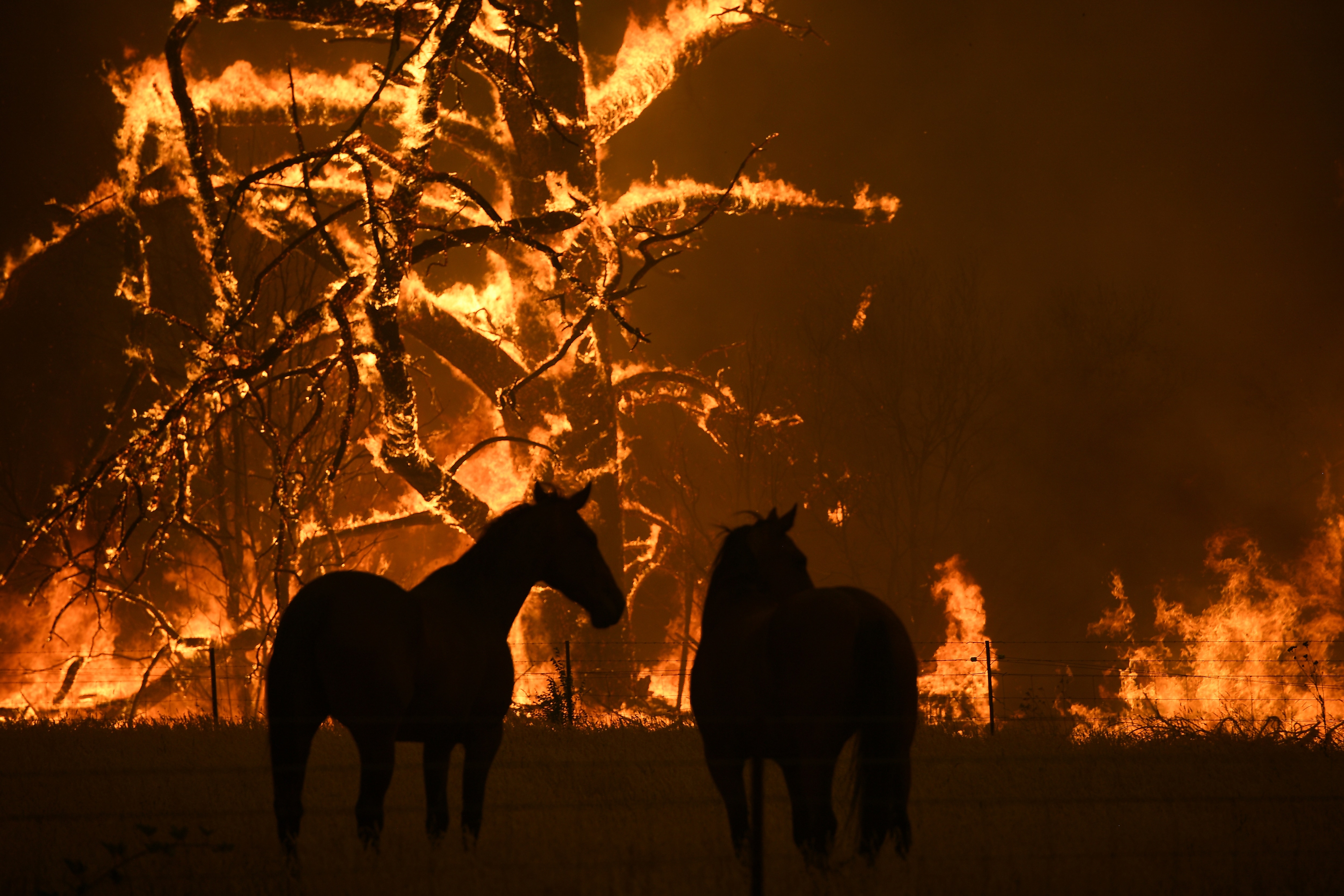 Horses are seen in a paddock as the Gospers Mountain Fire impacts Bilpin.