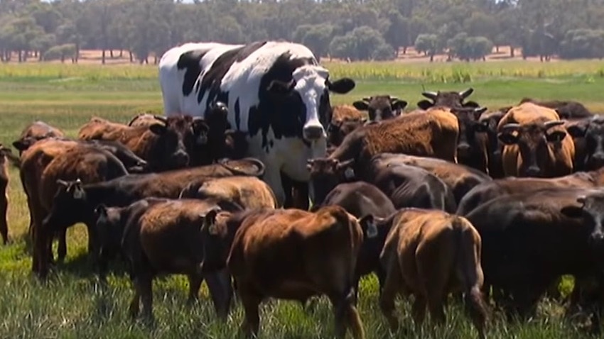 世界最大級の巨大な牛 大きすぎて