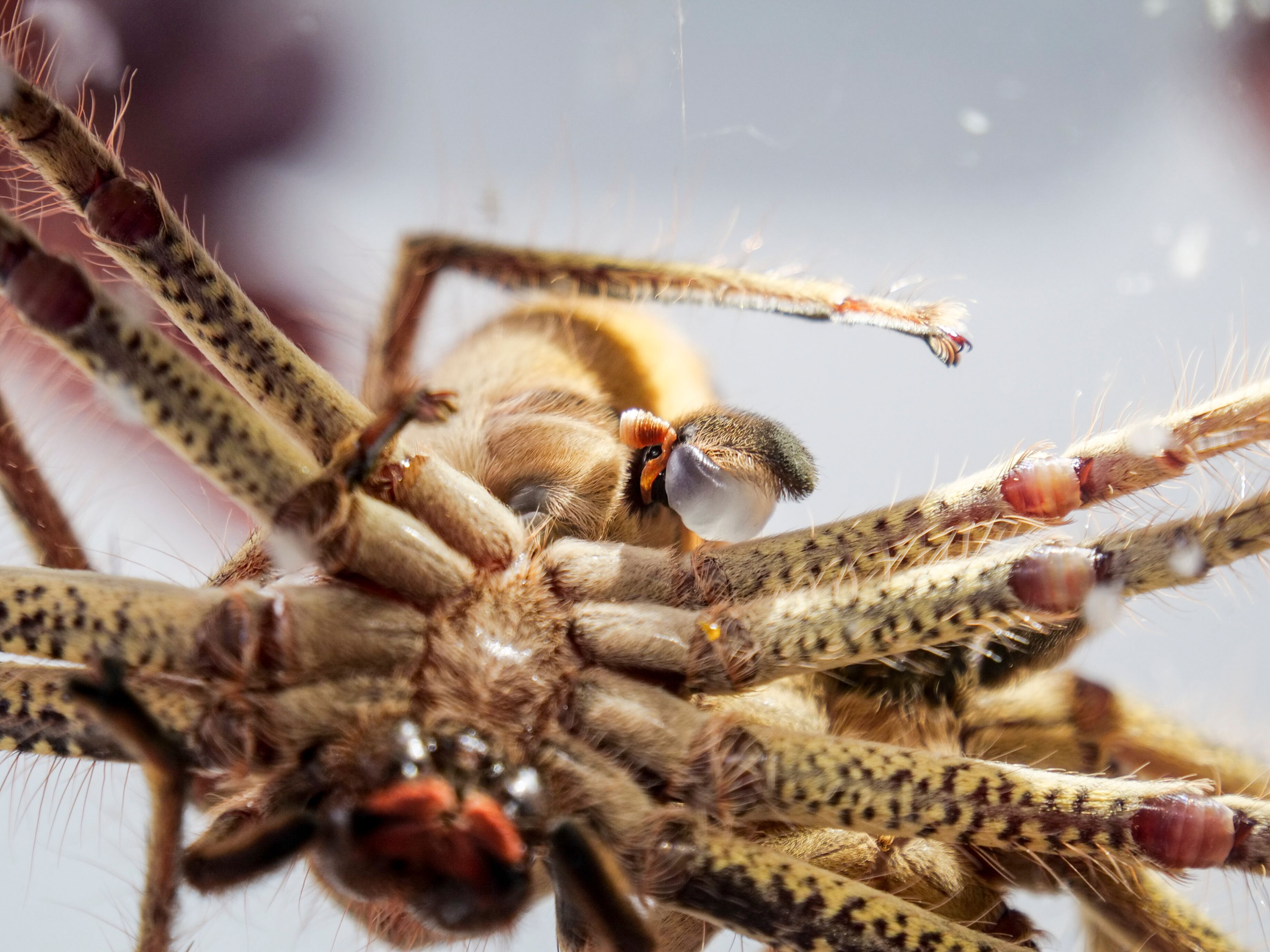 mating-habits-of-australia-s-golden-huntsman-spider-captured-in-rare