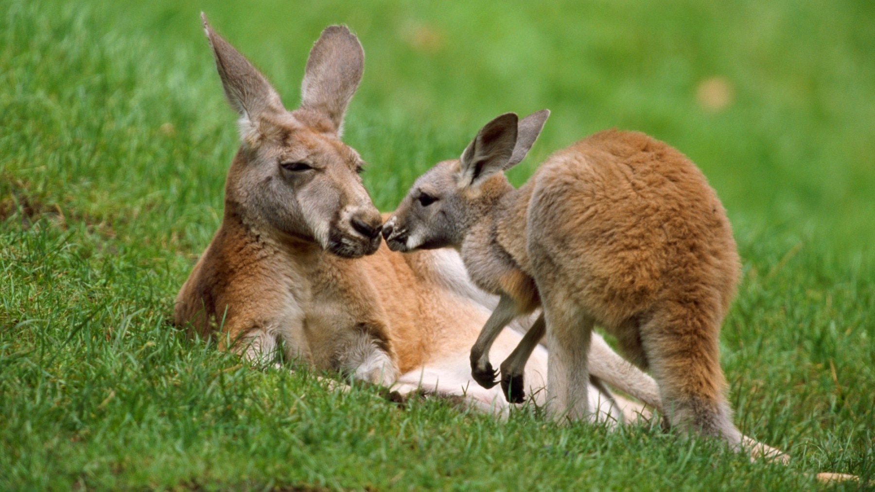 Название животных парами. Самка кенгуру. Австралийская фауна. Женщина кенгуру.