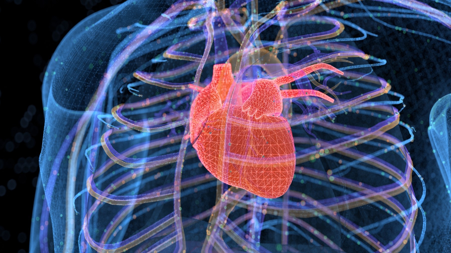 Heart xray graphic Getty Images/zf L
