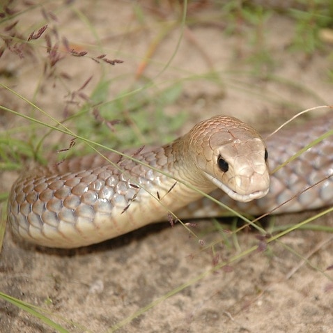 The eastern brown snake, one of Australia's deadliest. 