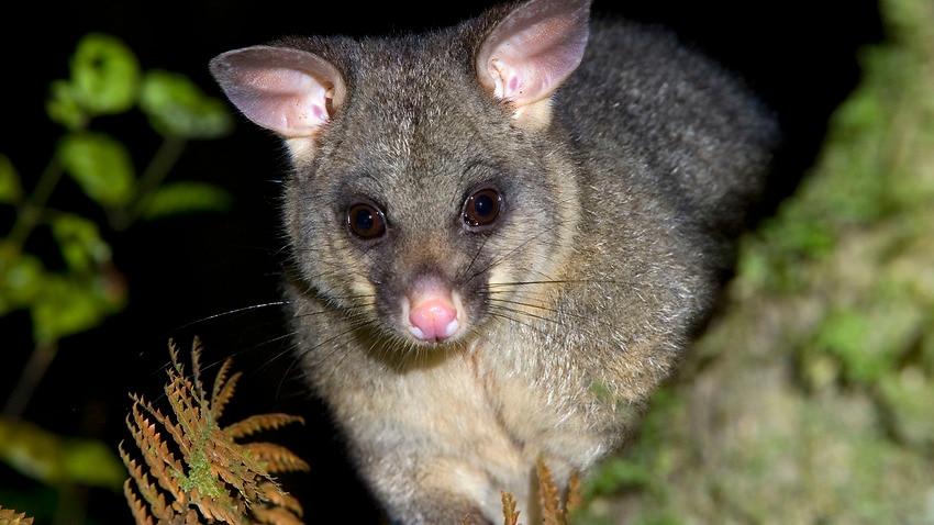 Possum panic nothing to kick up a fuss about: food safety body | SBS News