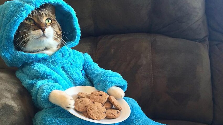 US officials in Australia have blamed a training error for a meeting invitation containing a photo of a pyjama-wearing cat.