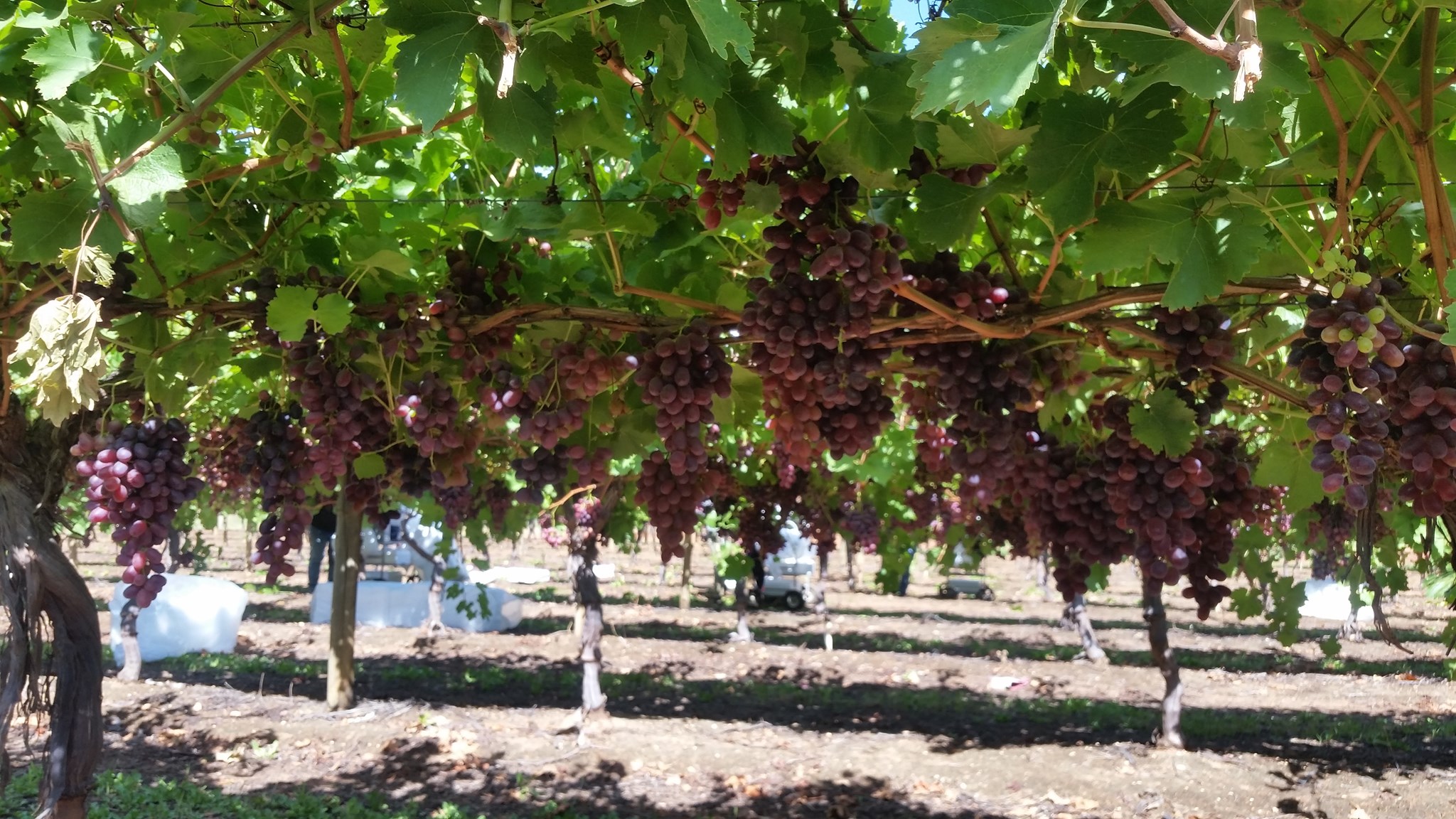 Budou Farms Australian grapes to Japan