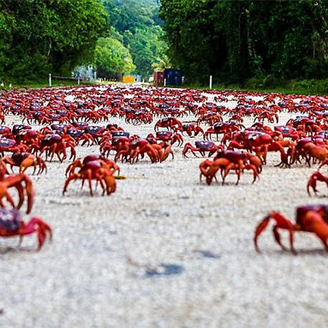 Red Crab Migration on Christmas Island