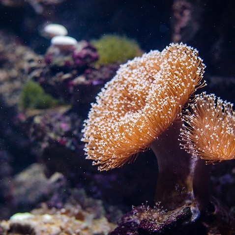 coral close up