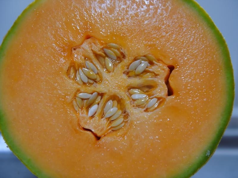 Rockmelon