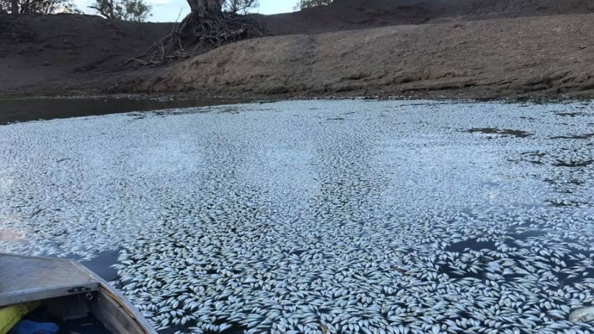 New Australia mass fish deaths in key river system