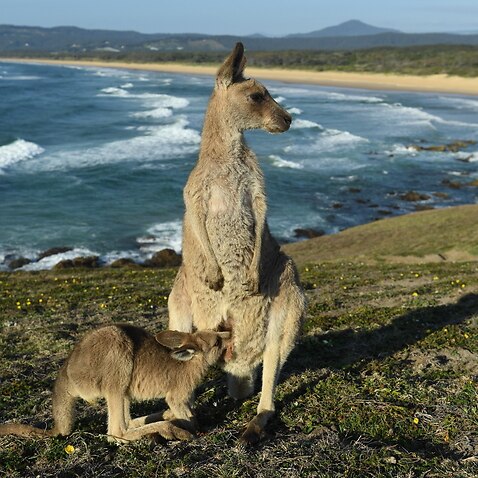An eastern grey kangaroo joey feeds from its mother at sunrise on Look At Me Now Headland, north of Coffs Harbour, regional NSW.
