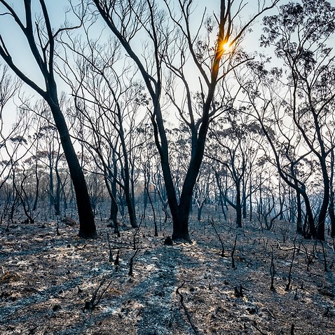بیشه های سوخته در آتش سوزی های فصلی استرالیا