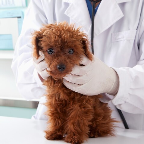 Checking lumps and bumps in pets