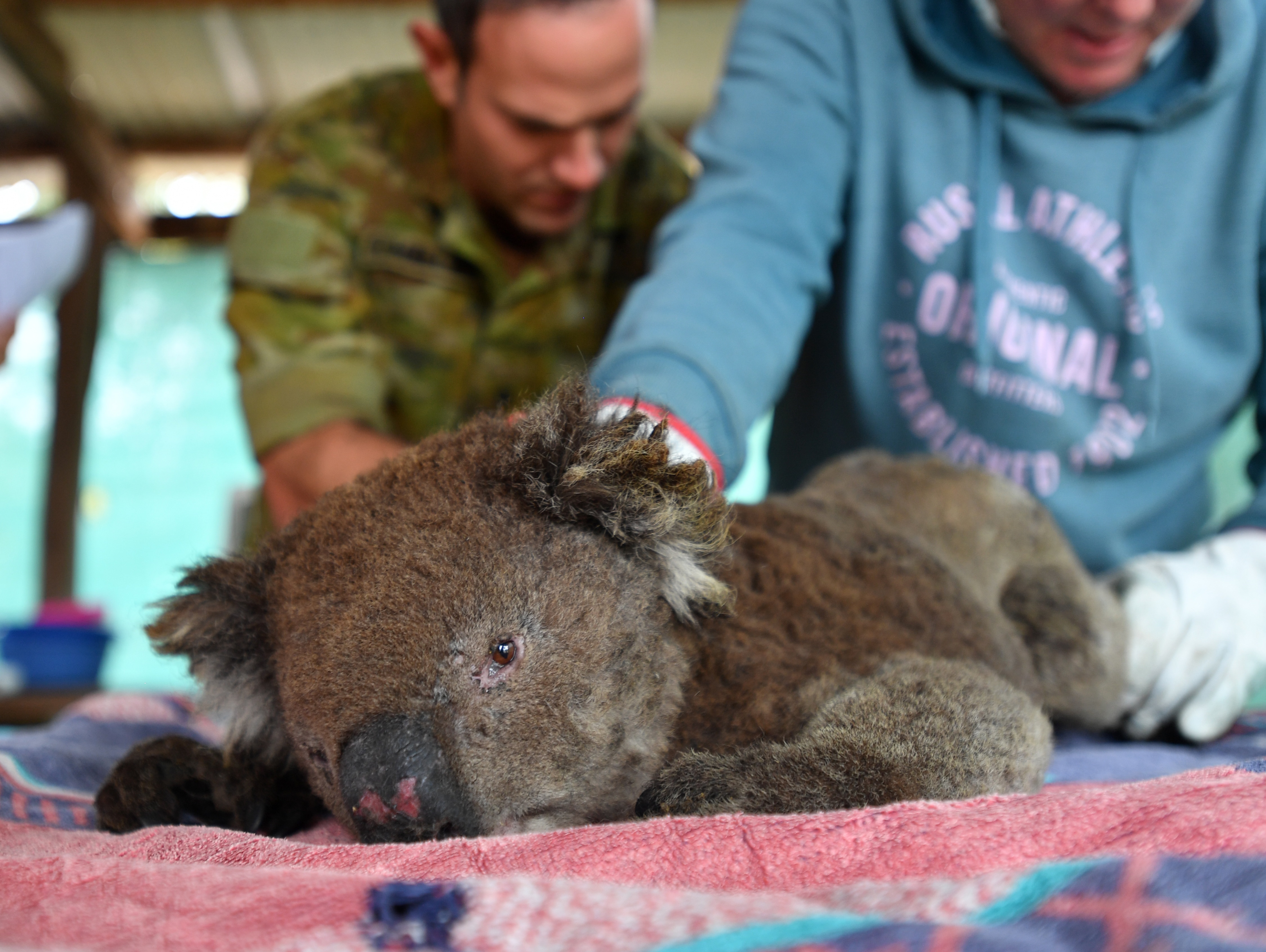 Vets and volunteers treat koalas at Kangaroo Island Wildlife Park. Australia's koala population is considered 'vulnerable'.