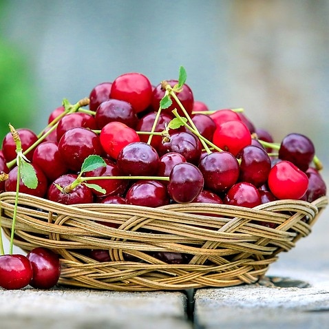 Picking cherries is a fun activity for the whole family.