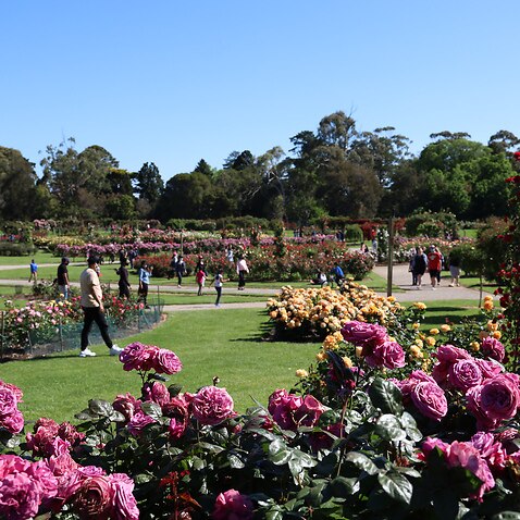 Victoria State Rose Garden.