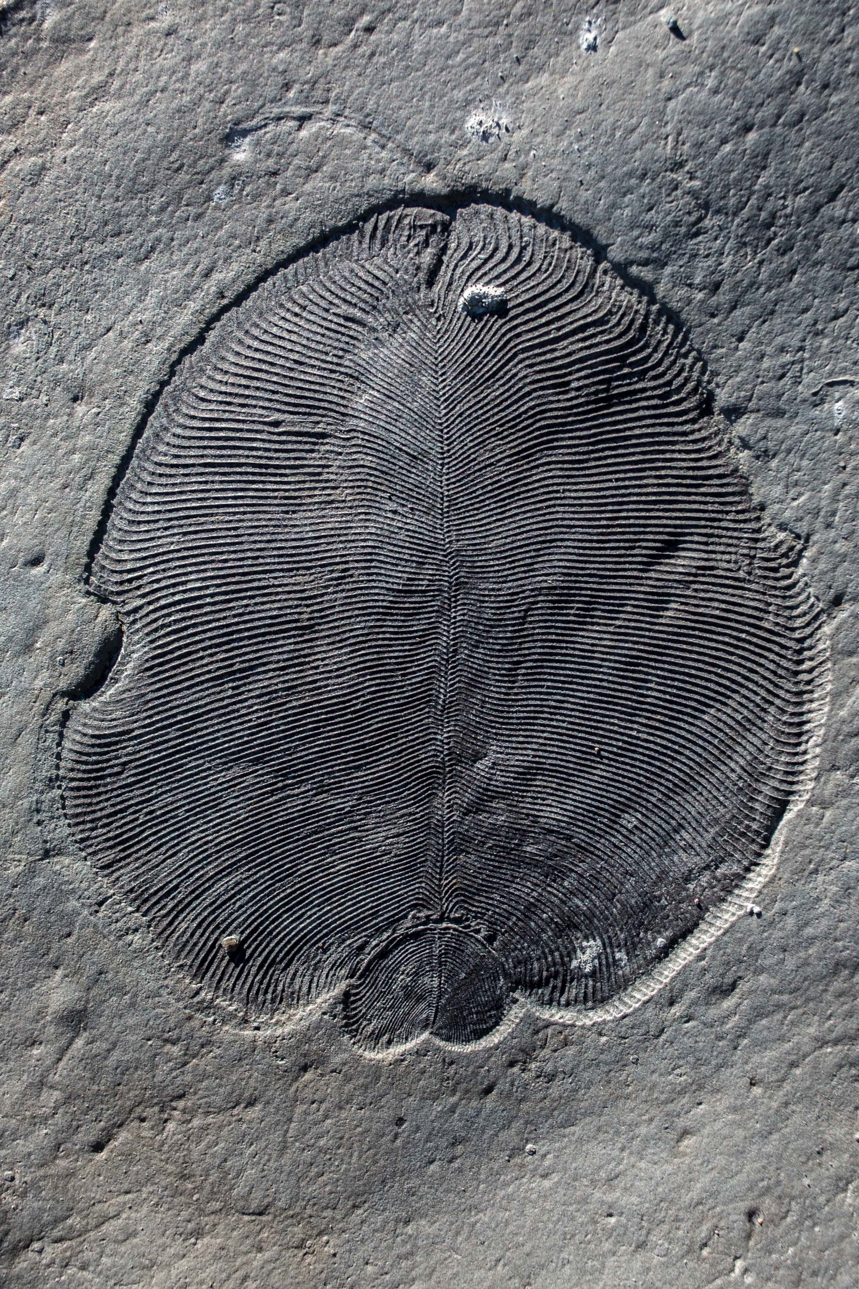 Fossil of Dickinsonia organically preserved from the White Sea region in Russia.