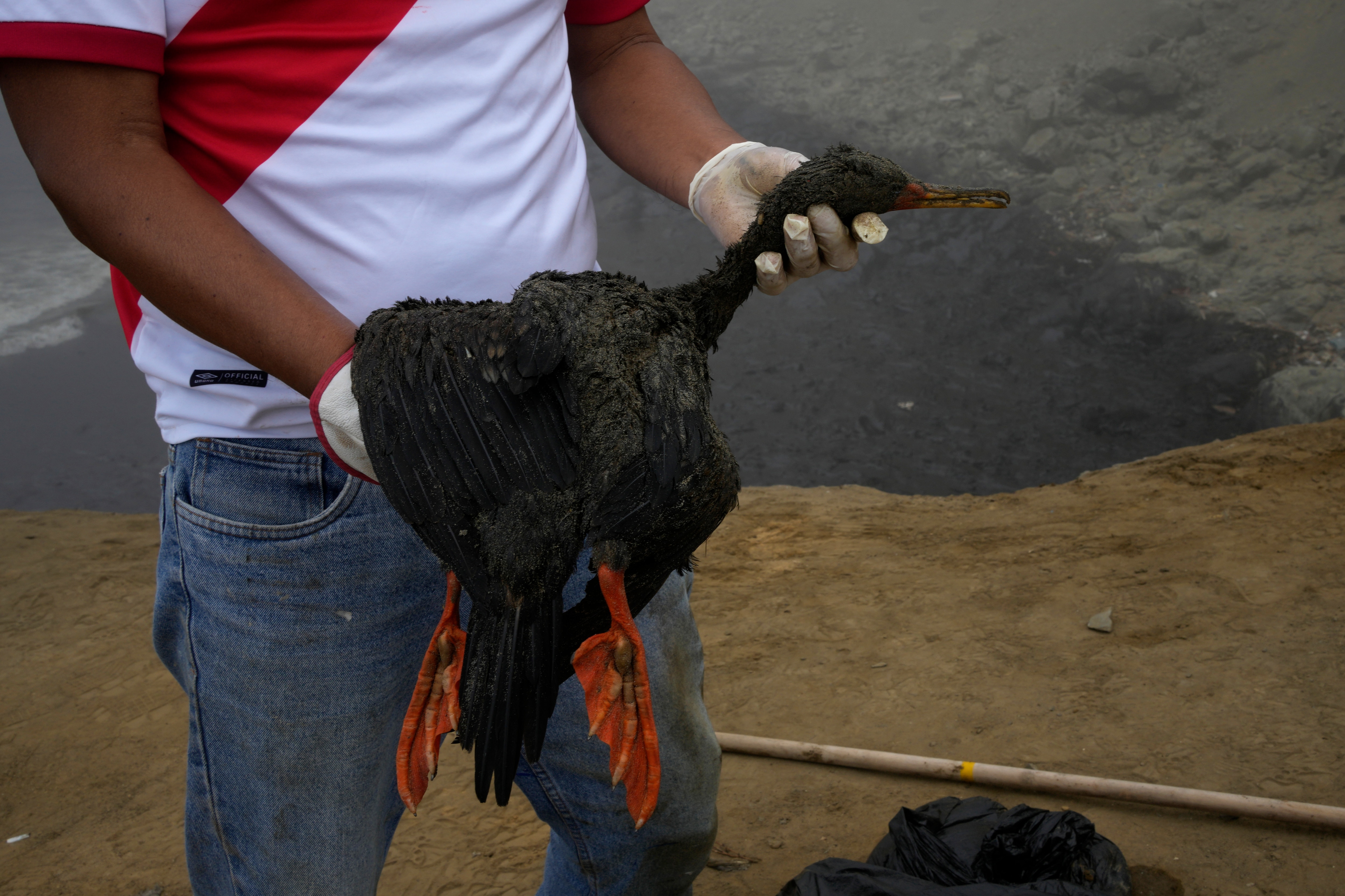 A worker holds a dead, oil-soaked bird during a clean-up campaign on Cavero Beach in the Ventanilla district of Callao, Peru. 