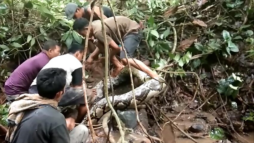 Indonesian Villagers Grapple With Giant Python Sbs News 9703