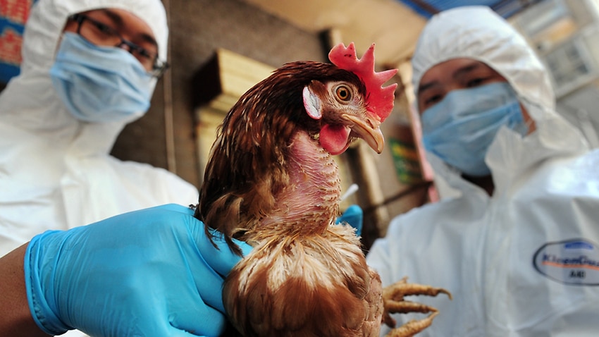 new-case-of-bird-flu-in-china-sbs-news