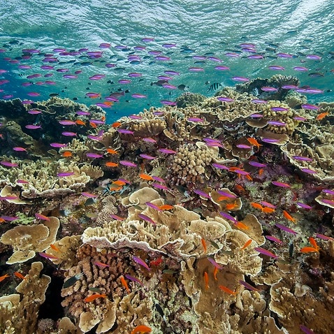 Ribbon Reef No 10 near Cairns, Australia