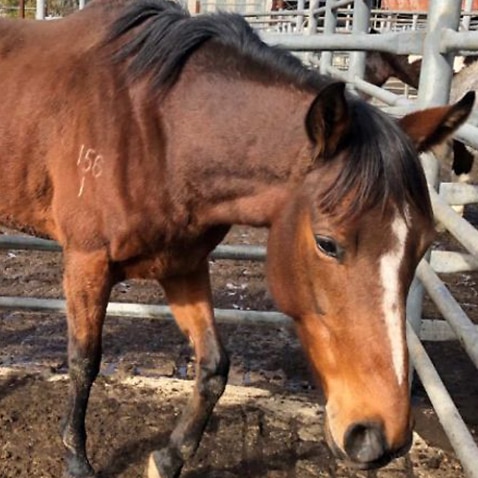 Biosecurity officers to investigate alleged cruelty to horses at Queensland abbatoir