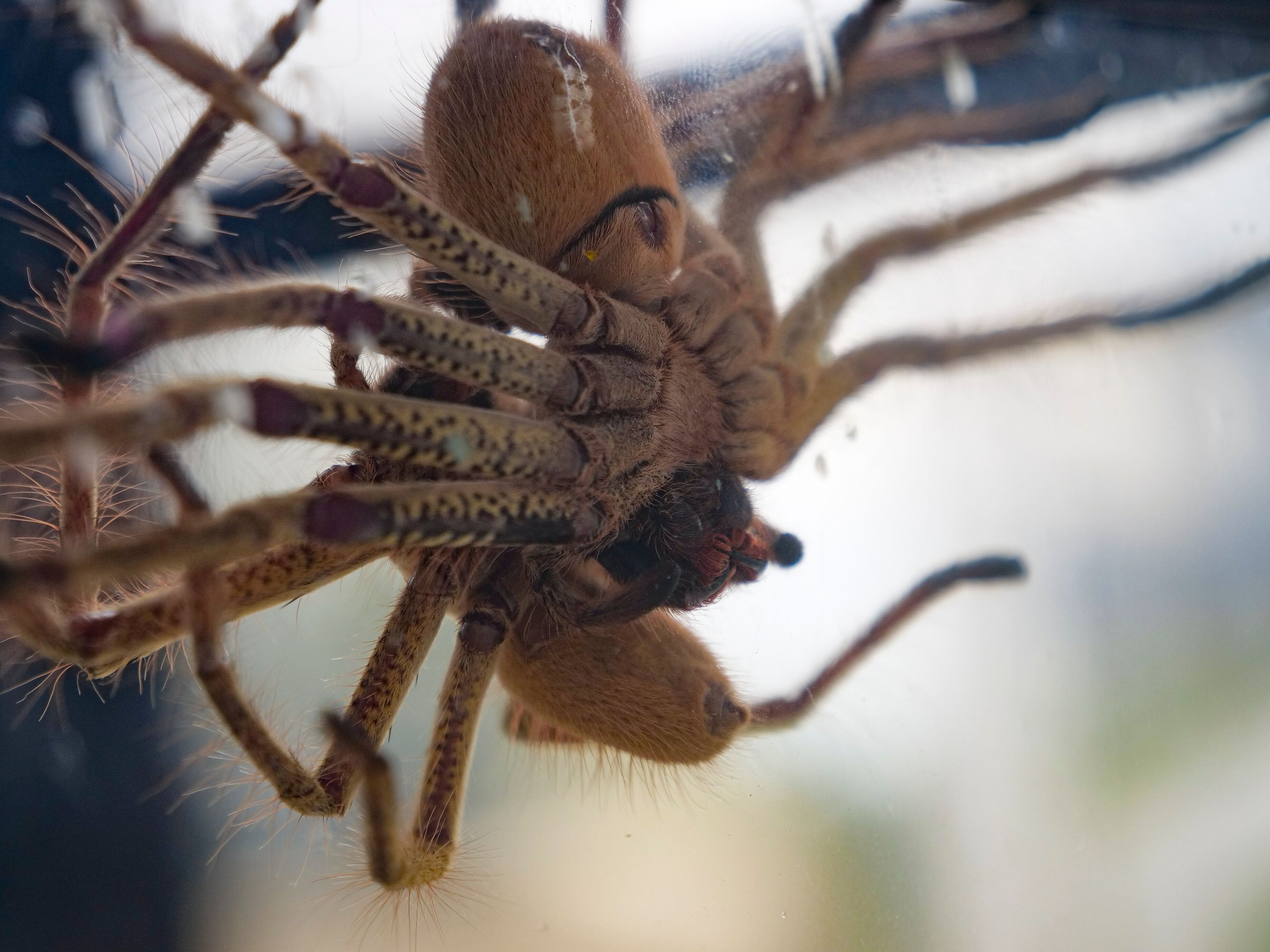 mating-habits-of-australia-s-golden-huntsman-spider-captured-in-rare