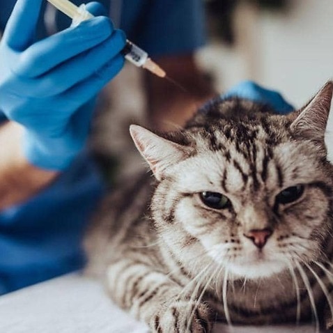 COVID-19 VACCINE FOR ANIMALS: RUSSIA LAUNCHES PET VACCINATION AGAINST CORONAVIRUS WITH CARNIVAC-COVE VACCINE