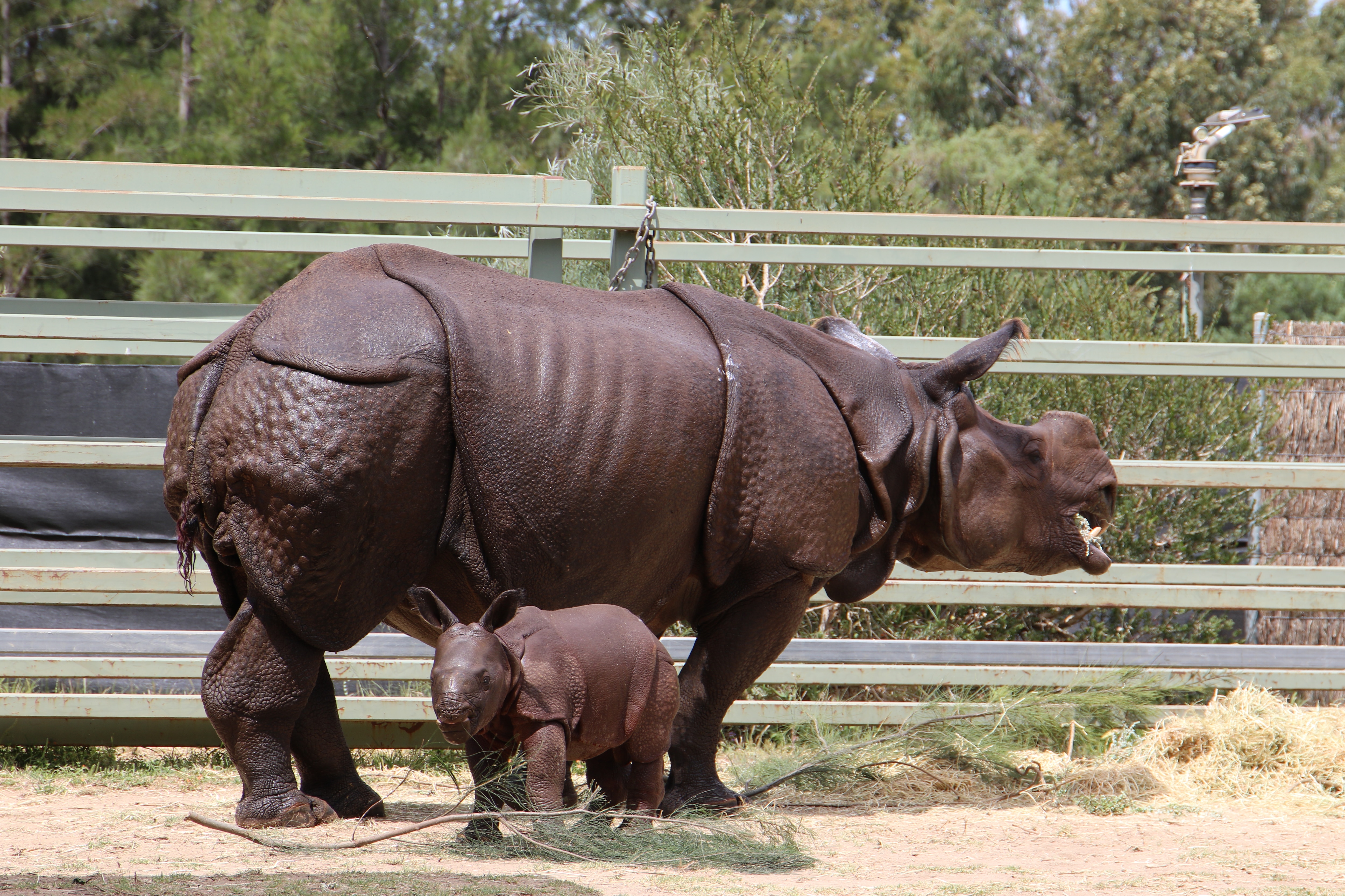 Greater One-horned Rhino Amala and her calf Hari at Taronga Western Plains Zoo, Dubbo NSW.