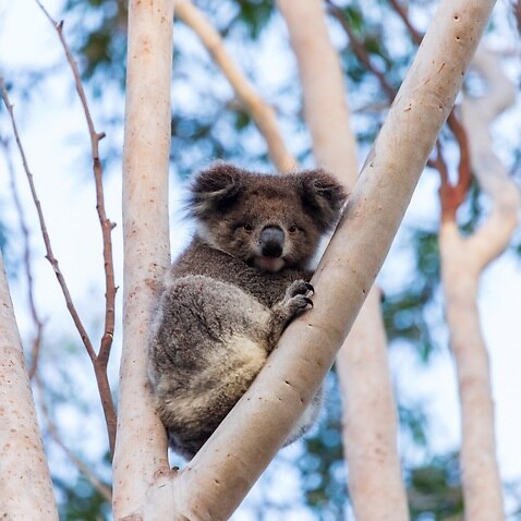 Koala in a tree on Kangaroo Island