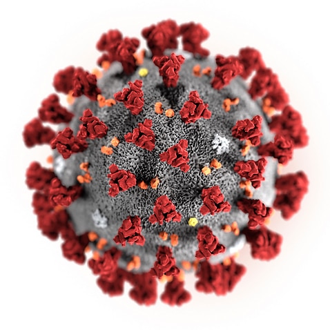Illustration des neuen Coronavirus