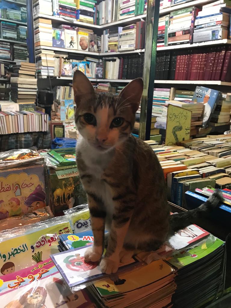 cat in a bookshop