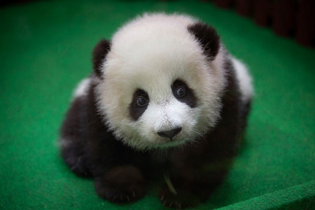 Baby panda makes public debut in Malaysia