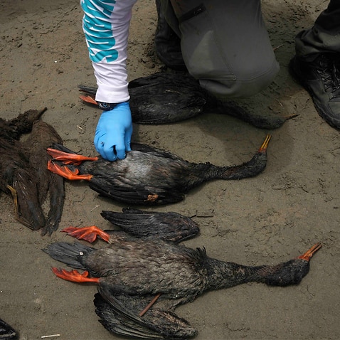 A worker checks the carcass of an oil-soaked bird during a clean-up campaign on Cavero Beach in the Ventanilla district of Callao, Peru.