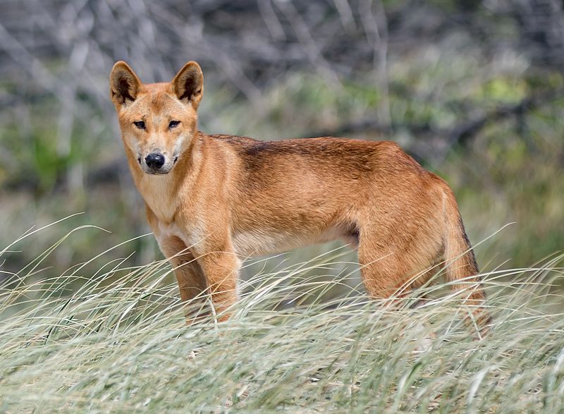 Visitors to the island are warned to stay away from dingo packs.