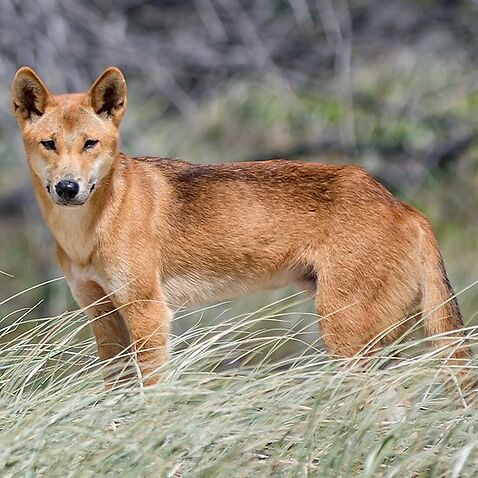 Visitors to the island are warned to stay away from dingo packs.