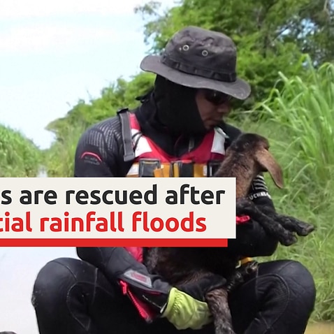 Animals are rescued after torrential rainfall floods