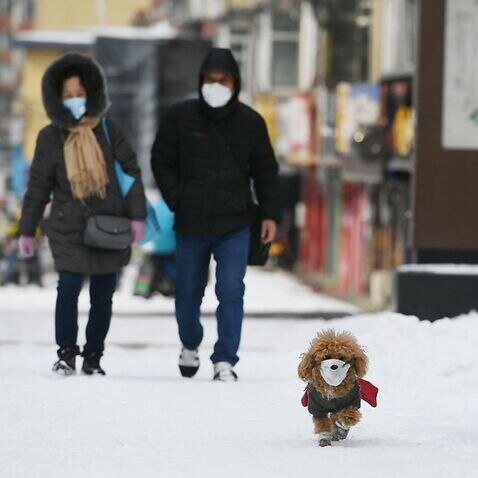 A pet dog wearing face mask walks with owner on snow amid novel coronavirus outbreak in China.