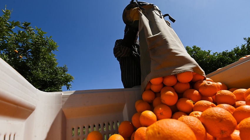 Image for read more article 'Farmers welcome new agricultural visa, but worker exploitation concerns remain'