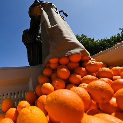 A fruit picker harvests oranges on a farm near Leeton, NSW.