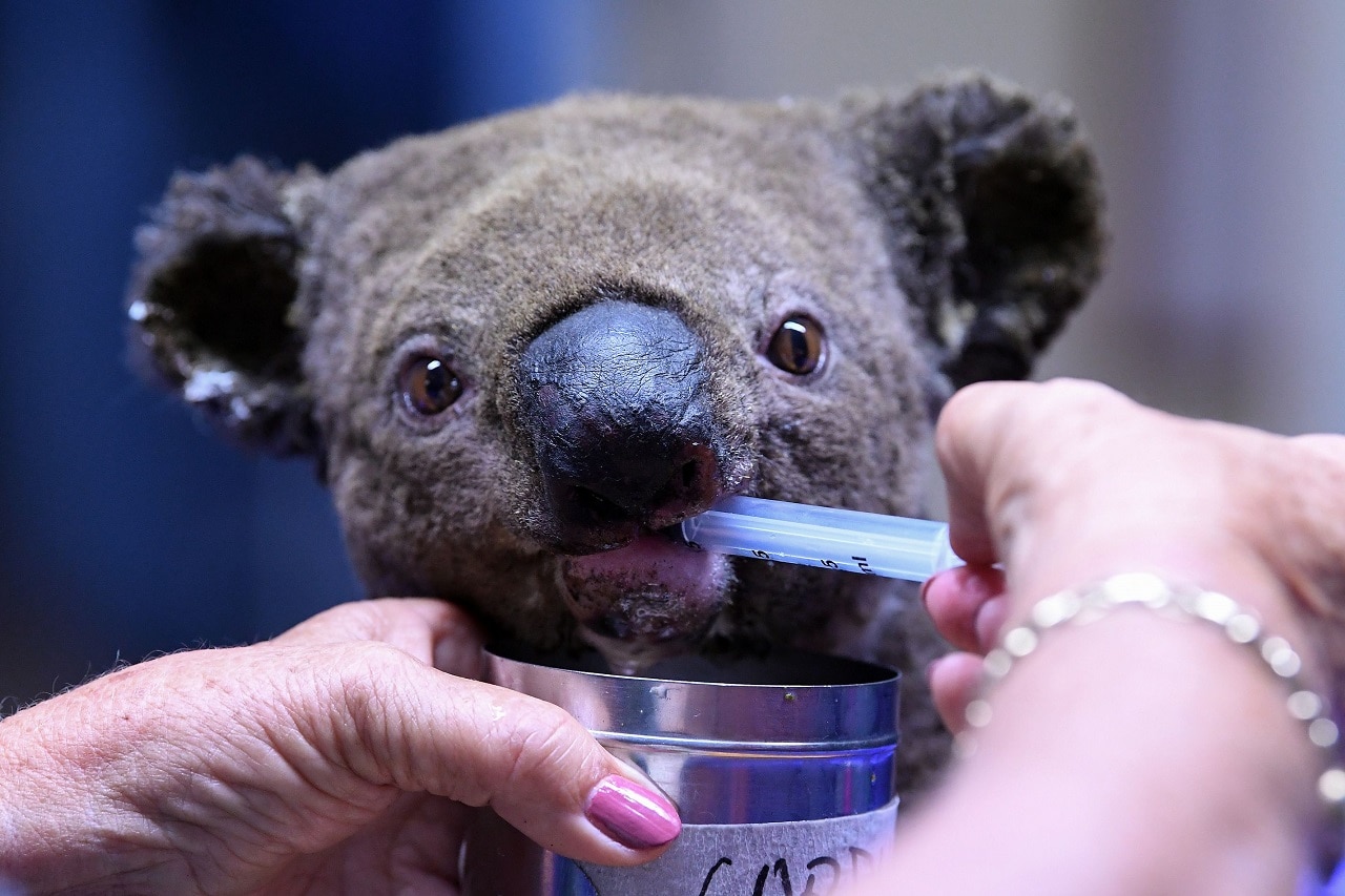 A dehydrated and injured Koala receives treatment at the Port Macquarie Koala Hospital.