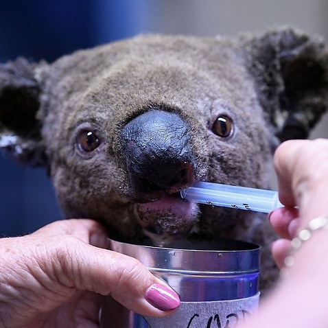 A dehydrated and injured Koala receives treatment at the Port Macquarie Koala Hospital.